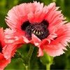 poppy_nh